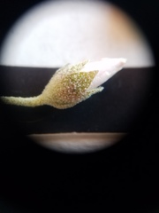 Malacothamnus gracilis