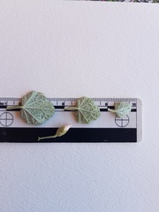 Malacothamnus gracilis