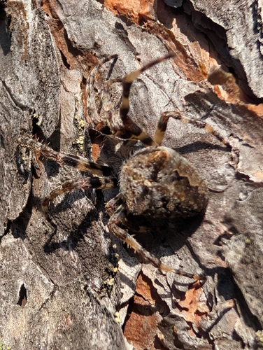Angular Orbweaver Spider