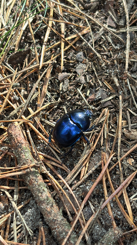 Springtime Dung Beetle