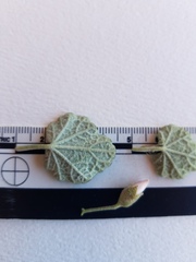 Malacothamnus gracilis