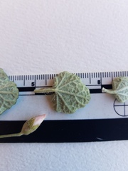 Malacothamnus gracilis