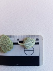 Malacothamnus gracilis