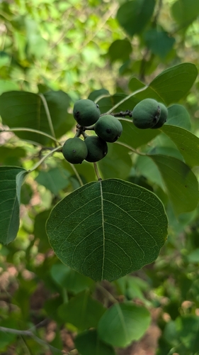 Chinese Tallow