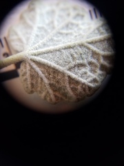 Malacothamnus gracilis