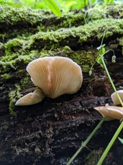 Crepidotus calolepis