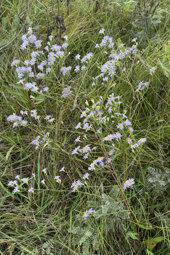 Symphyotrichum oolentangiense, photograph 4