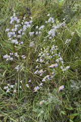 (c) Cole Wolf, some rights reserved (CC BY) Symphyotrichum oolentangiense, photograph (c) Cole Wolf, some rights reserved (CC BY)