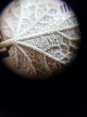 Malacothamnus gracilis