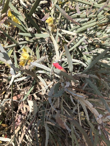 Leptosema aphyllum
