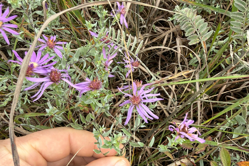 Symphyotrichum sericeum, photograph 3