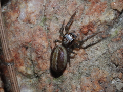 Opisthoncus abnormis