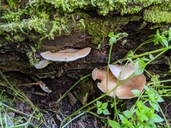 Crepidotus calolepis