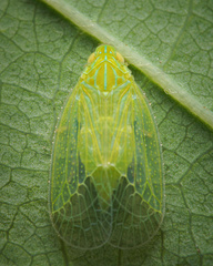 Tropiduchinae