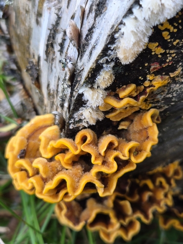 hairy curtain crust