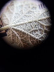 Malacothamnus gracilis