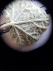 Malacothamnus gracilis