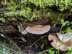 Crepidotus calolepis