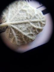 Malacothamnus gracilis