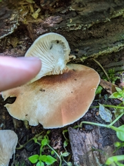 Crepidotus calolepis