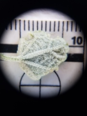 Malacothamnus gracilis