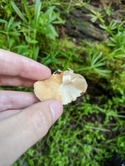 Crepidotus calolepis