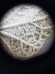 Malacothamnus gracilis