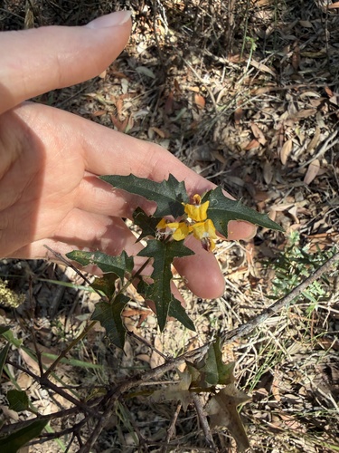 Podolobium ilicifolium, photograph 3