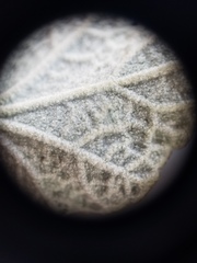 Malacothamnus gracilis