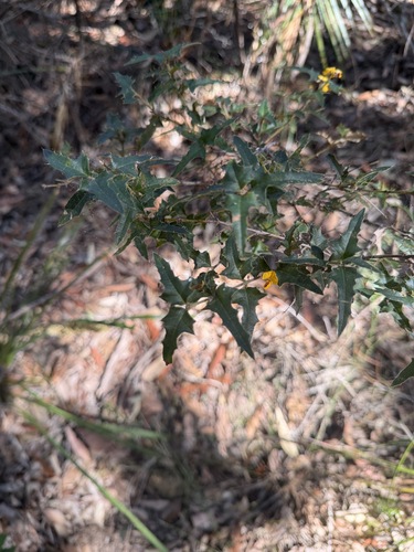 Podolobium ilicifolium, photograph 4