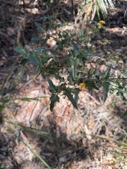 (c) Toby Jin, some rights reserved (CC BY) Podolobium ilicifolium, photograph (c) Toby Jin, some rights reserved (CC BY)
