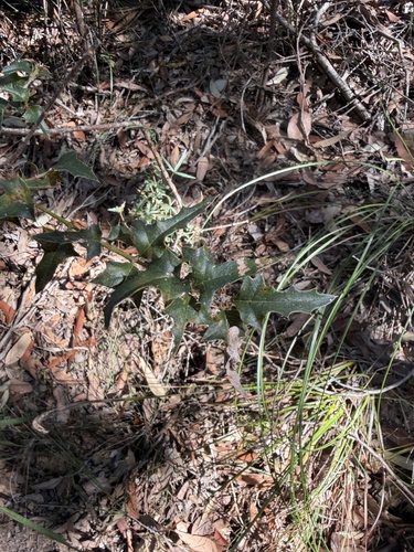 Podolobium ilicifolium, photograph 5