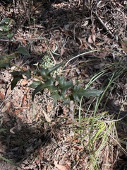 (c) Toby Jin, some rights reserved (CC BY) Podolobium ilicifolium, photograph (c) Toby Jin, some rights reserved (CC BY)