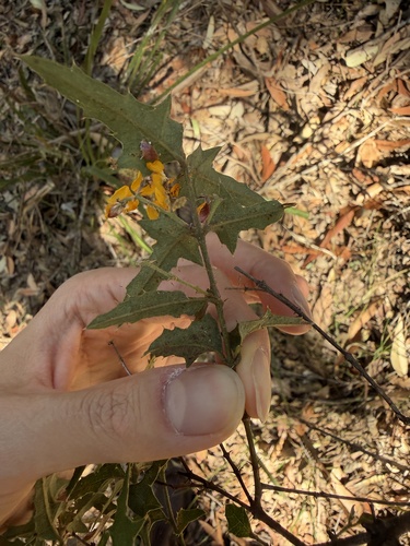 Podolobium ilicifolium, photograph 6