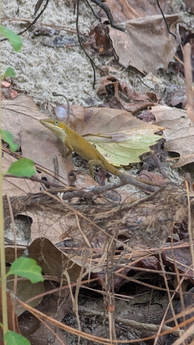 Green Anole