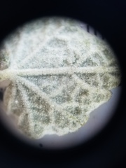 Malacothamnus gracilis