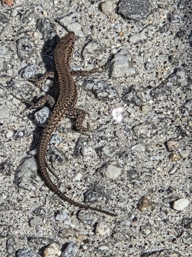 Podarcis lusitanicus
