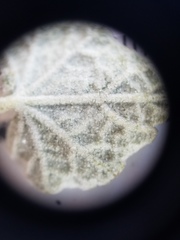 Malacothamnus gracilis