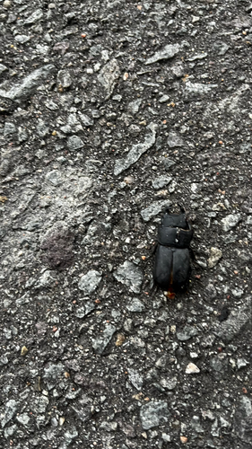 Lesser Stag Beetle