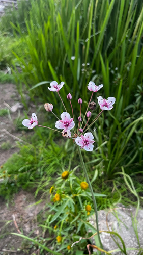 Flowering-rush
