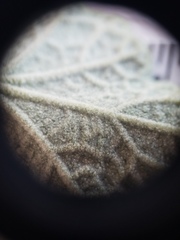 Malacothamnus gracilis