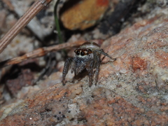 Opisthoncus abnormis