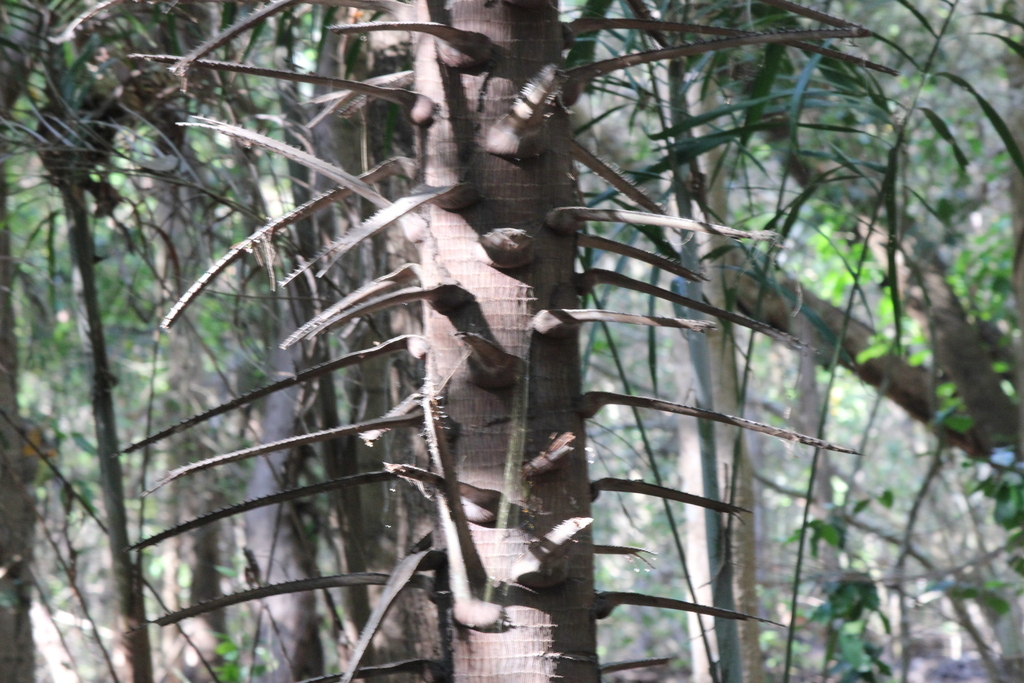 Livistona benthamii; photograph (c) Stella Fish, some rights reserved (CC BY)