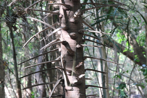 Livistona benthamii