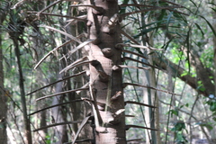 Livistona benthamii