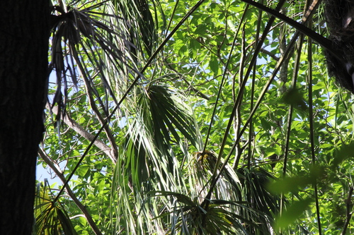 Livistona benthamii