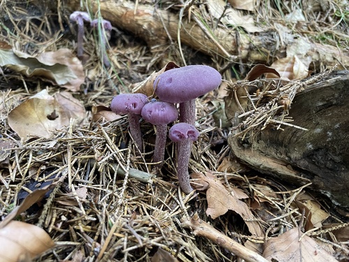 Amethyst Deceiver