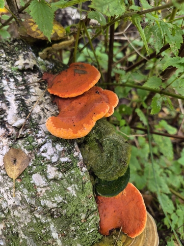 Northern Cinnabar Polypore