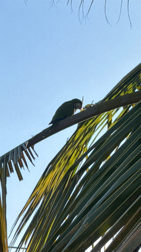 Monk Parakeet