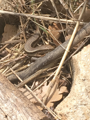 Heremites vittatus